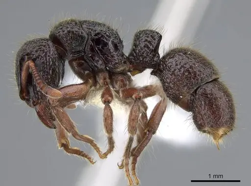 Heteroponera relicta specimen CASENT0922018 image casent0922018_3