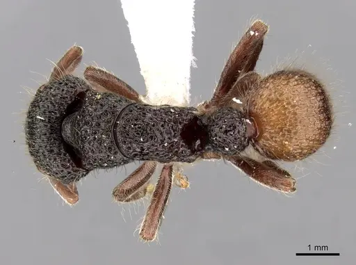 Heteroponera relicta specimen JTLC000008725 image jtlc000008725_1