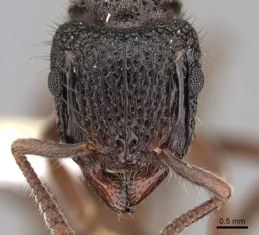 Heteroponera relicta specimen JTLC000008725 image jtlc000008725_2