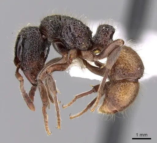 Heteroponera relicta specimen JTLC000008725 image jtlc000008725_3
