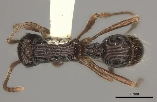 Holcoponera acuta specimen CASENT0217479 image casent0217479_1
