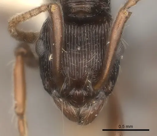 Holcoponera acuta specimen CASENT0217479 image casent0217479_2