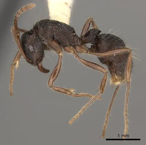 Holcoponera acuta specimen CASENT0217479 image casent0217479_3