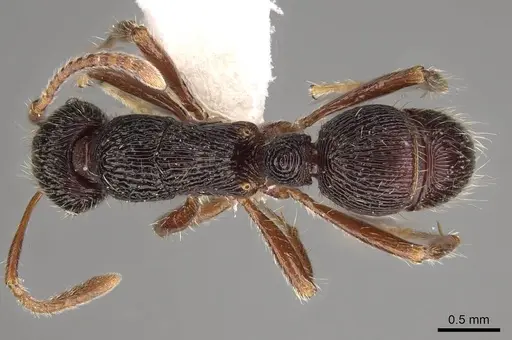 Holcoponera andina specimen CASENT0281513 image casent0281513_1