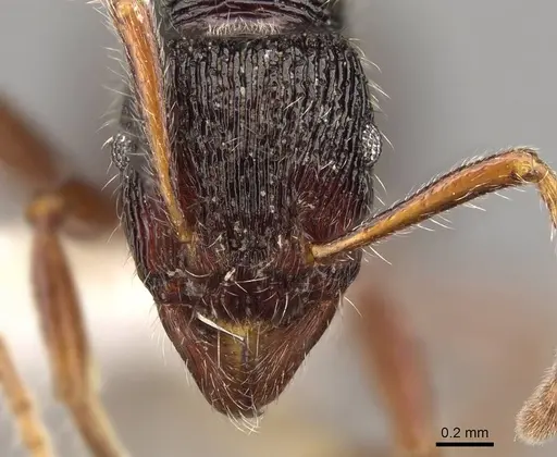 Holcoponera andina specimen CASENT0281513 image casent0281513_2
