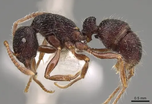 Holcoponera andina specimen CASENT0281513 image casent0281513_3