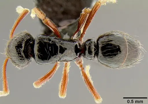 Holcoponera aterrima specimen CASENT0171062 image casent0171062_1