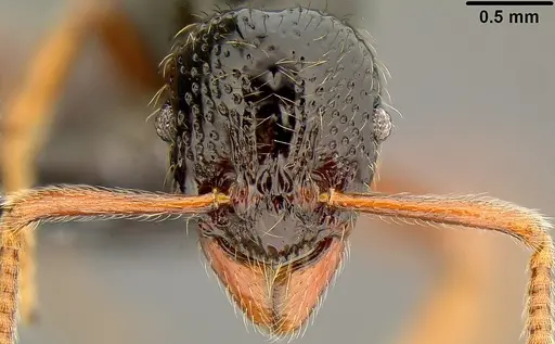 Holcoponera aterrima specimen CASENT0171062 image casent0171062_2