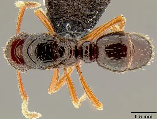 Holcoponera aterrima specimen CASENT0171095 image casent0171095_1