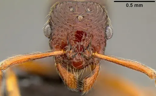 Holcoponera aterrima specimen CASENT0171095 image casent0171095_2