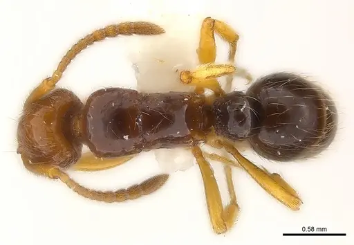 Holcoponera aterrima specimen CASENT0179981 image casent0179981_1