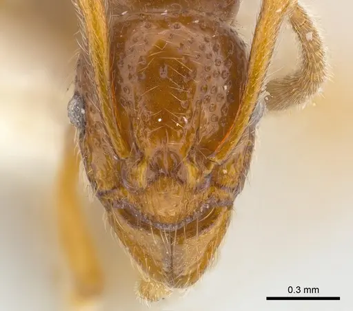Holcoponera aterrima specimen CASENT0179981 image casent0179981_2