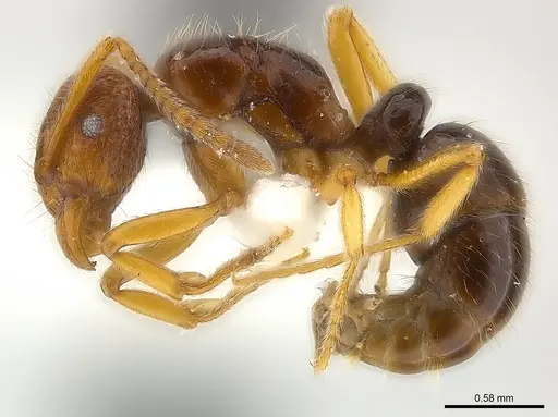 Holcoponera aterrima specimen CASENT0179981 image casent0179981_3