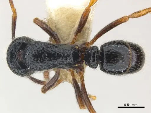 Holcoponera atrata specimen CASENT0179979 image casent0179979_1