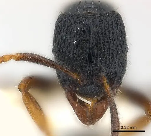 Holcoponera atrata specimen CASENT0179979 image casent0179979_2