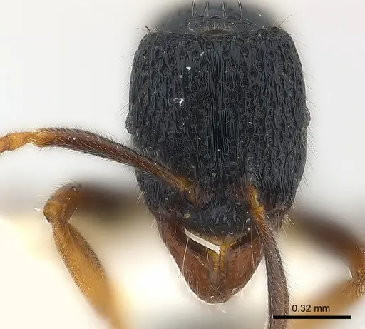 Holcoponera atrata specimen CASENT0179979 image casent0179979_3
