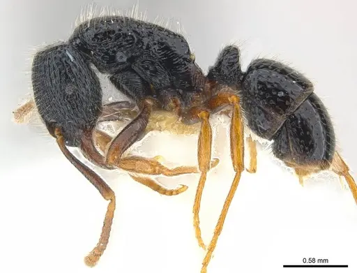 Holcoponera atrata specimen CASENT0179979 image casent0179979_4
