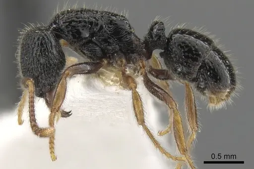 Holcoponera atrata specimen CASENT0900588 image casent0900588_3