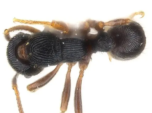 Holcoponera bisulca specimen CASENT0179945 image casent0179945_1