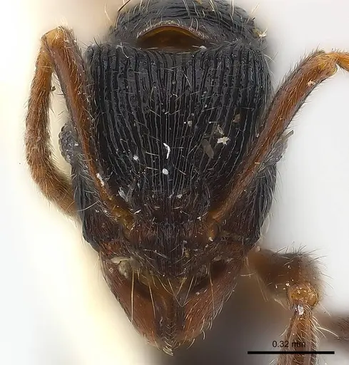Holcoponera bisulca specimen CASENT0179945 image casent0179945_2