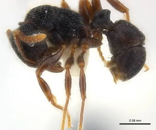Holcoponera bisulca specimen CASENT0179945 image casent0179945_3