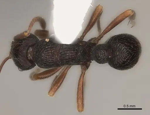 Holcoponera bisulca specimen CASENT0217484 image casent0217484_1