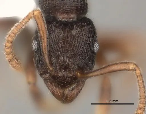 Holcoponera bisulca specimen CASENT0217484 image casent0217484_2
