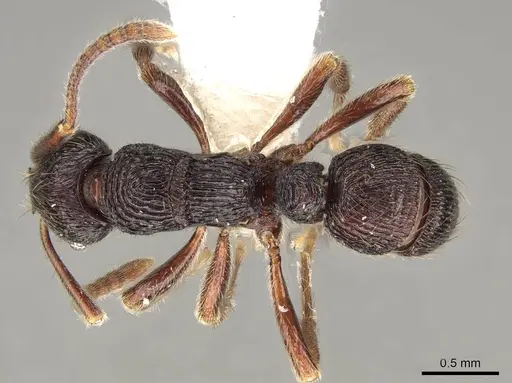 Holcoponera bisulca specimen CASENT0281521 image casent0281521_1