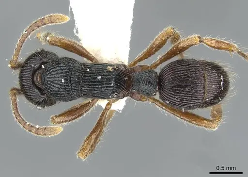 Holcoponera bisulca specimen CASENT0911161 image casent0911161_1