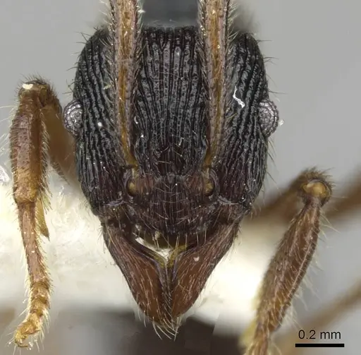 Holcoponera bisulca specimen CASENT0911161 image casent0911161_2