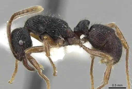 Holcoponera bisulca specimen CASENT0911161 image casent0911161_3