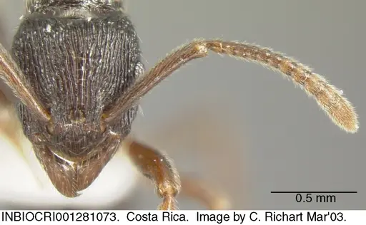 Holcoponera bisulca specimen INBIOCRI001281073 image inbiocri001281073_1