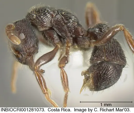 Holcoponera bisulca specimen INBIOCRI001281073 image inbiocri001281073_2