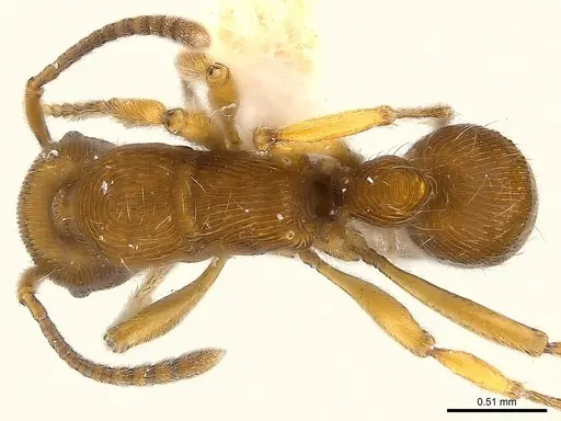 Holcoponera brunnea specimen CASENT0179997 image casent0179997_1