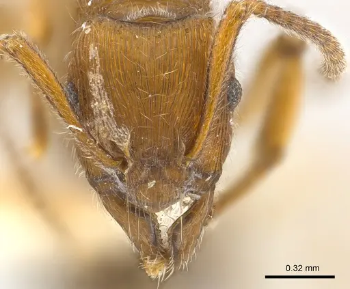 Holcoponera brunnea specimen CASENT0179997 image casent0179997_2