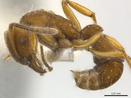 Holcoponera brunnea specimen CASENT0179997 image casent0179997_3