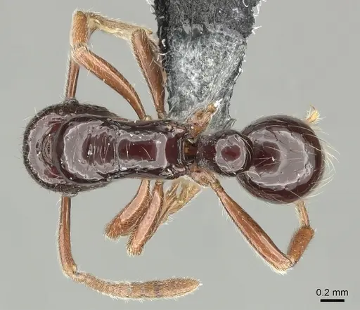 Holcoponera crenaticeps specimen CASENT0219890 image casent0219890_1
