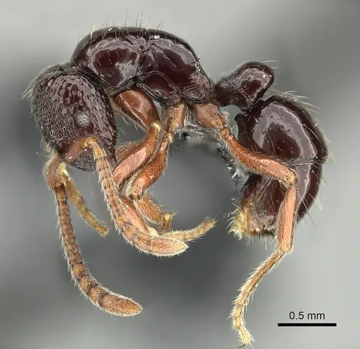 Holcoponera crenaticeps specimen CASENT0219890 image casent0219890_3