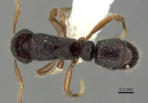 Holcoponera cribrata specimen CASENT0616422 image casent0616422_1