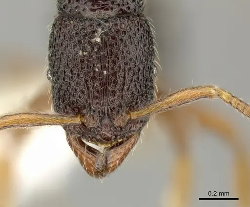 Holcoponera cribrata specimen CASENT0616422 image casent0616422_2