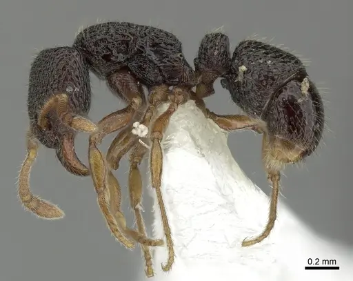Holcoponera cribrata specimen CASENT0616422 image casent0616422_3
