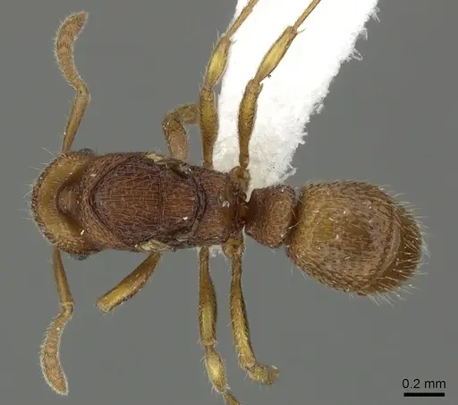 Holcoponera cribrata specimen CASENT0616592 image casent0616592_1