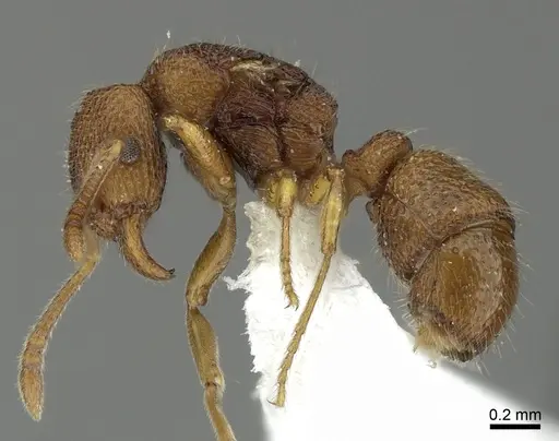 Holcoponera cribrata specimen CASENT0616592 image casent0616592_3