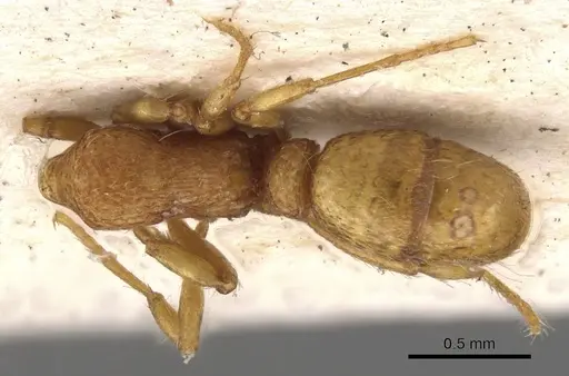Holcoponera cribrata specimen CASENT0900587 image casent0900587_1