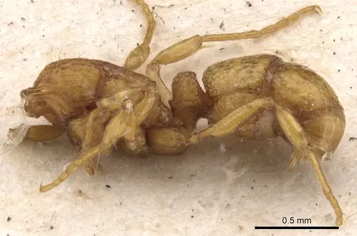 Holcoponera cribrata specimen CASENT0900587 image casent0900587_2