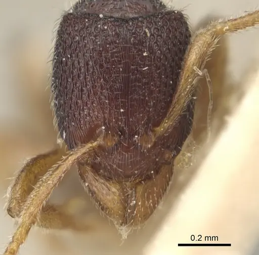 Holcoponera cribrata specimen CASENT0903809 image casent0903809_2