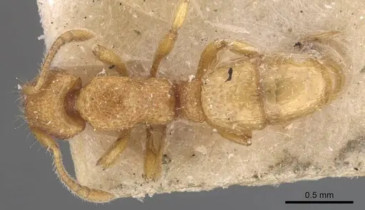 Holcoponera cribrata specimen CASENT0907130 image casent0907130_1