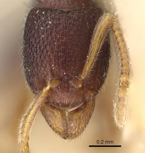 Holcoponera cribrata specimen CASENT0922420 image casent0922420_2