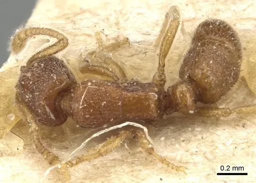 Holcoponera epinotalis specimen CASENT0903810 image casent0903810_1