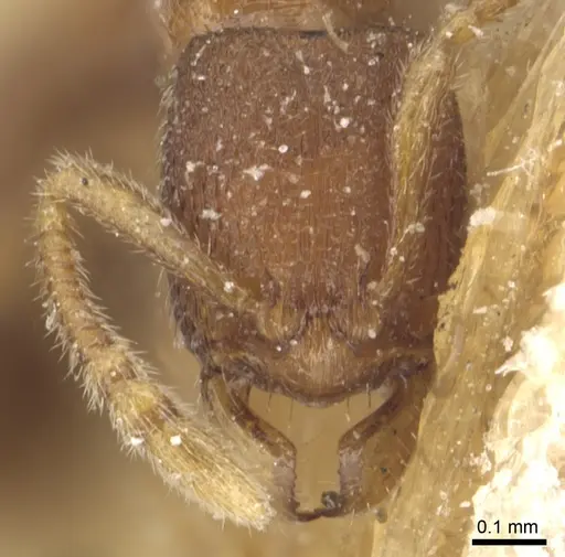 Holcoponera epinotalis specimen CASENT0903810 image casent0903810_2